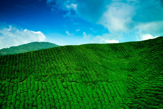 814552 (a): :2500x1667